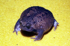 Breviceps verrucosus
