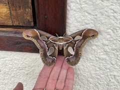 Rothschildia arethusa