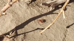 Pogonomyrmex californicus