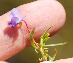 Viola decumbens decumbens
