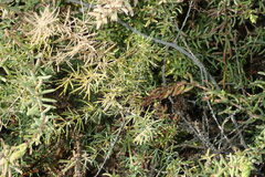 Asparagus nesiotes subsp. purpuriensis image