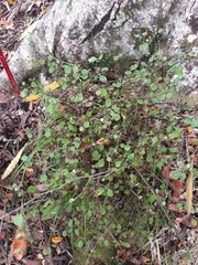 Helichrysum lanceolatum
