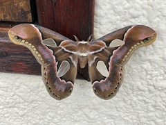 Rothschildia arethusa