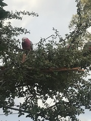 Eolophus roseicapilla albiceps