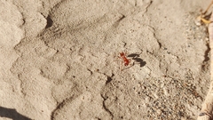 Pogonomyrmex californicus