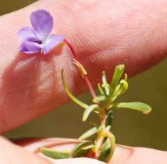 Viola decumbens decumbens