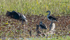 Sarkidiornis melanotos