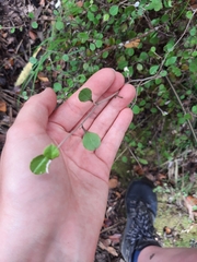 Helichrysum lanceolatum