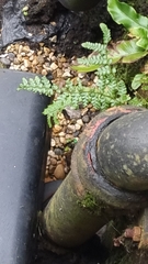 Asplenium adiantum-nigrum