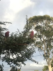 Eolophus roseicapilla albiceps