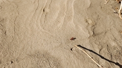 Pogonomyrmex californicus