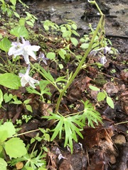 Delphinium tricorne