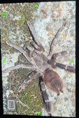 Psalmopoeinae