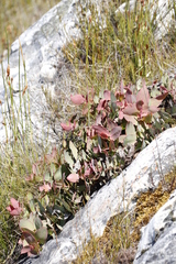 Protea amplexicaulis