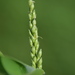Texas Signalgrass - Photo (c) Dan Johnson, some rights reserved (CC BY-NC), uploaded by Dan Johnson