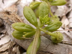 Galium verrucosum