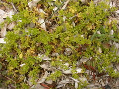 Galium verrucosum