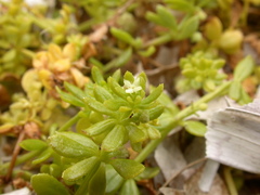Galium verrucosum