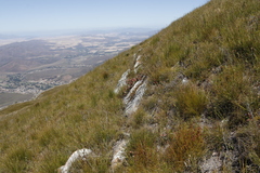 Protea amplexicaulis