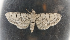 Eupithecia schiefereri