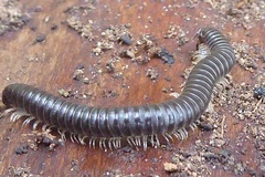 Tachypodoiulus niger