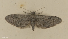 Eupithecia unedonata