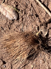 Chlorogalum pomeridianum