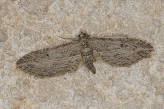 Eupithecia unedonata