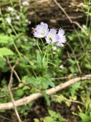 Phacelia purshii