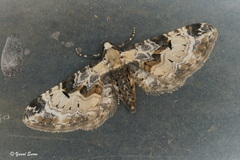 Eupithecia extremata