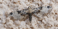 Eupithecia extremata