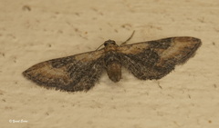 Eupithecia syriacata