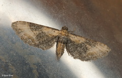 Eupithecia syriacata