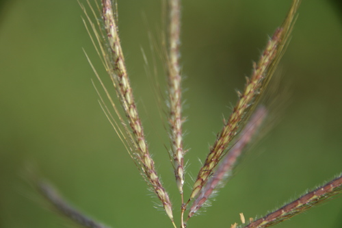 Dichanthium annulatum