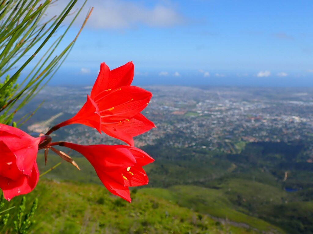 Scarborough lily
