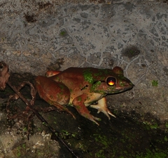 Limnonectes blythii