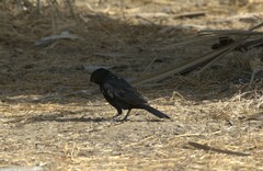 Bubalornis albirostris