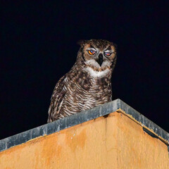Bubo virginianus nacurutu