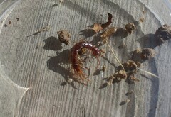 Lithobius forficatus