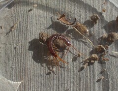 Lithobius forficatus