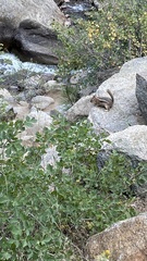 Callospermophilus lateralis lateralis