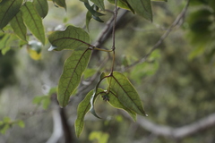 Gynochthodes truncata