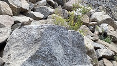 Callospermophilus lateralis lateralis