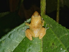 Diasporus diastema