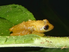 Diasporus diastema