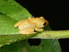Diasporus diastema