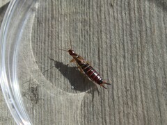 Forficula auricularia
