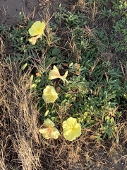 Oenothera drummondii