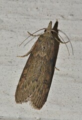 Lamoria clathrella