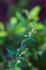 Ludwigia alata